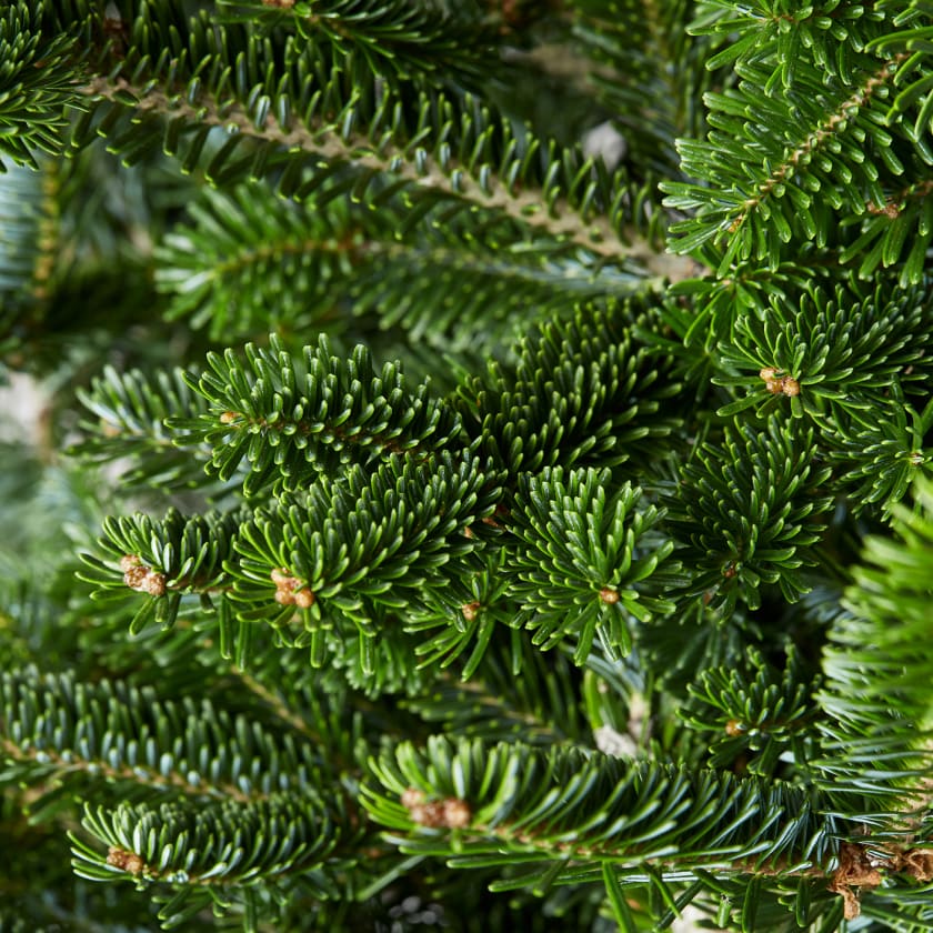 Kirstas PREMIUM klasės Kalėdinis kėnis