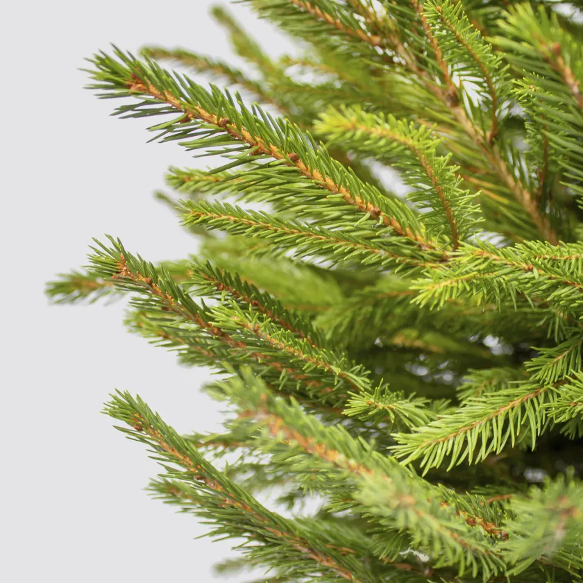 Kvepianti lietuviška eglutė