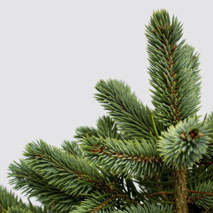 Sidabrinė Kalėdinė eglutė vazone