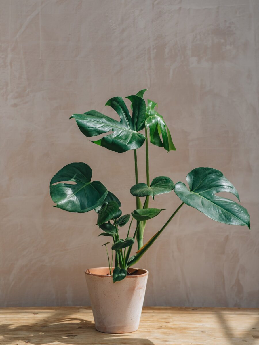 Nuostabioji monstera (Monstera Deliciosa)