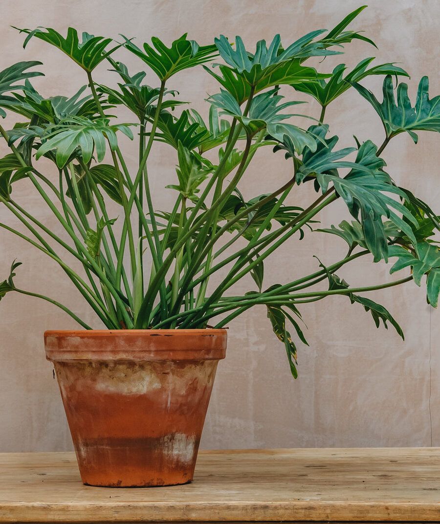 Filodendras, filodendras Xanadu (Philodendron Xanadu)