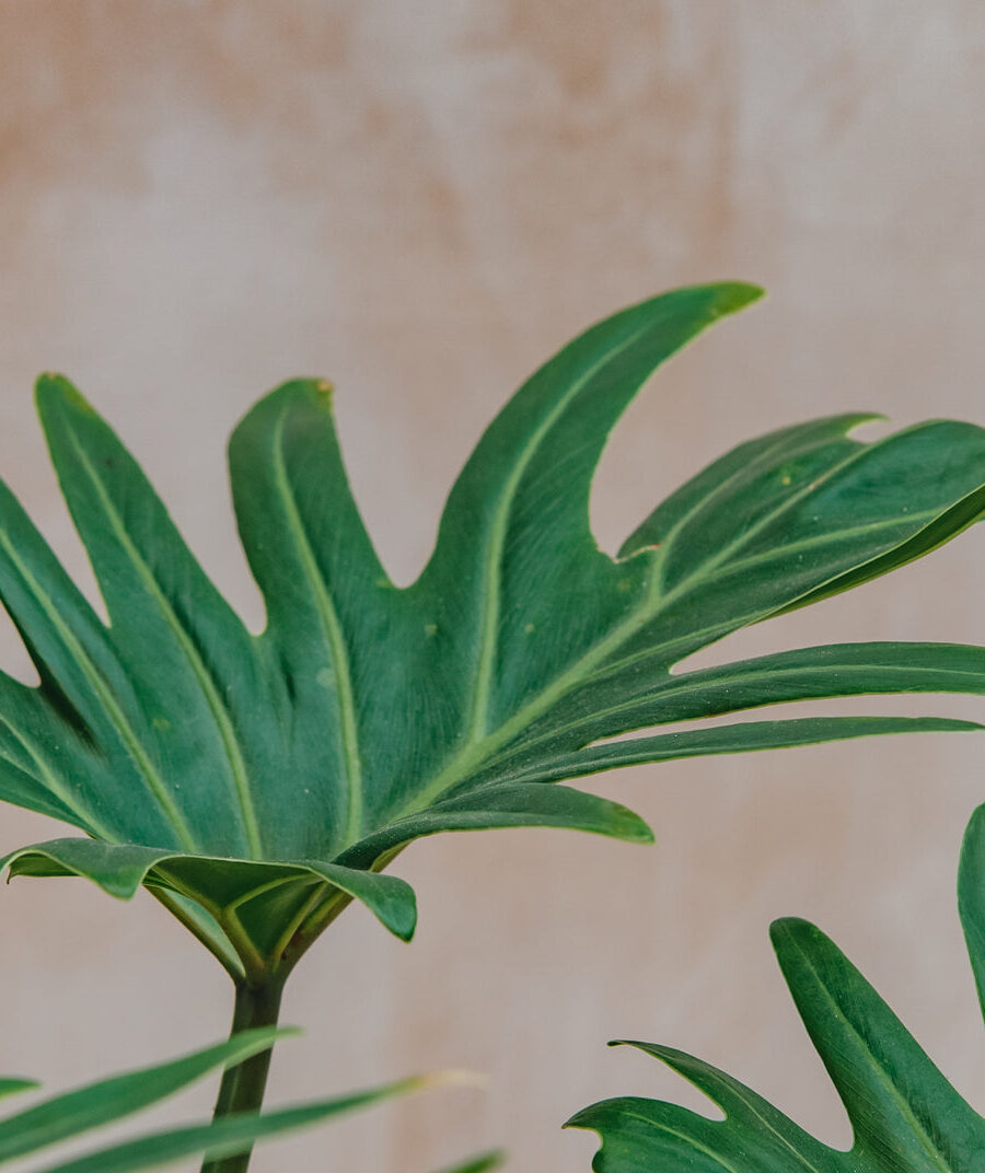 Filodendras, filodendras Xanadu (Philodendron Xanadu)