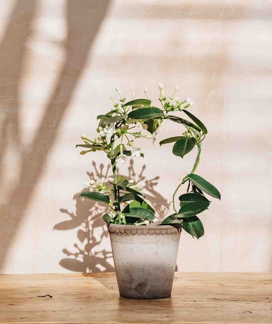 Stefanotis, gausiažiedis Madagaskaro jazminas, itin kvapnus (Stephanotis Floribunda)