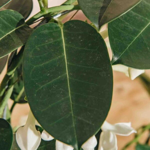 Stefanotis, gausiažiedis Madagaskaro jazminas, itin kvapnus (Stephanotis Floribunda)