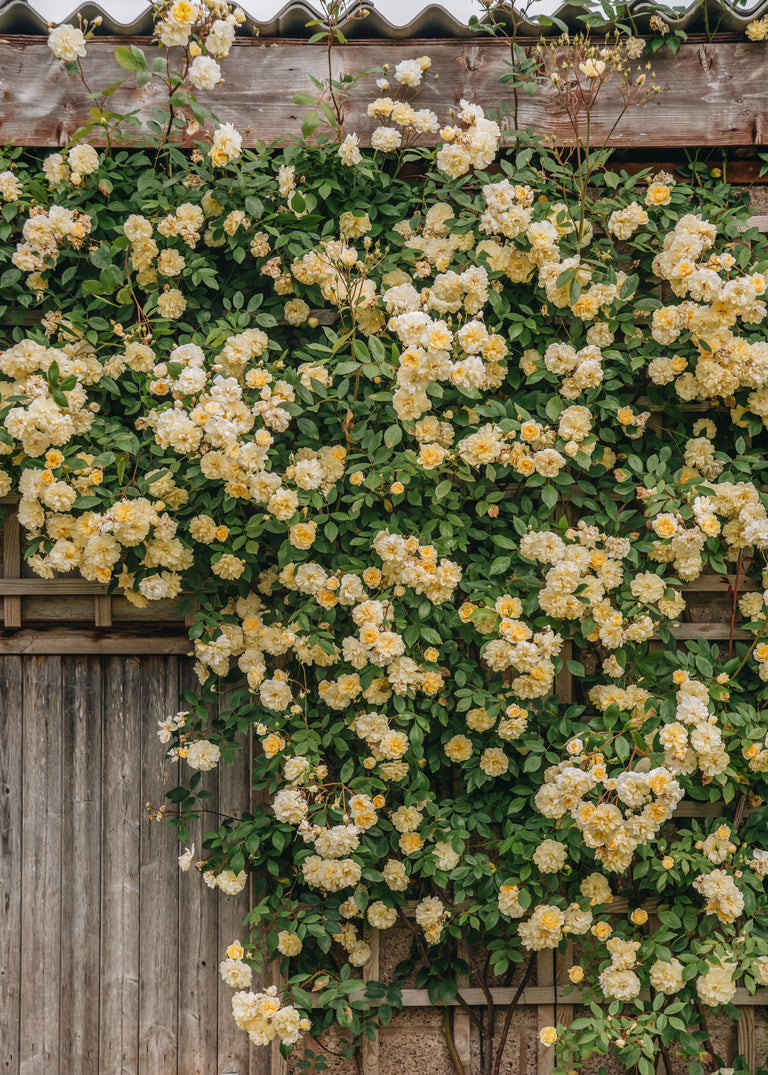 David Austin rožė „Rosa Malvern Hills AGM“