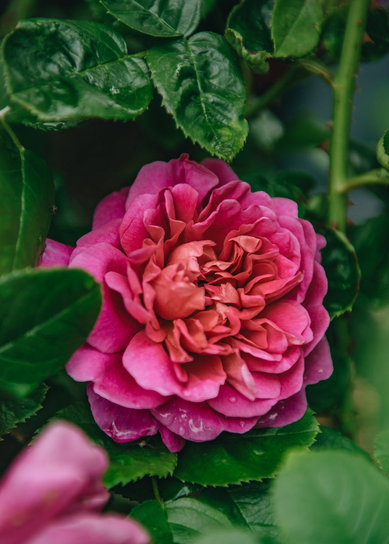 David Austin rožė „Rosa Princess Anne“