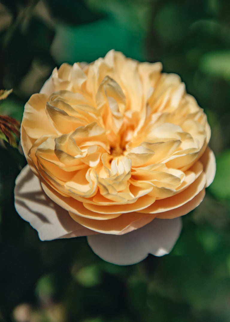 David Austin rožė „Roald Dahl®“