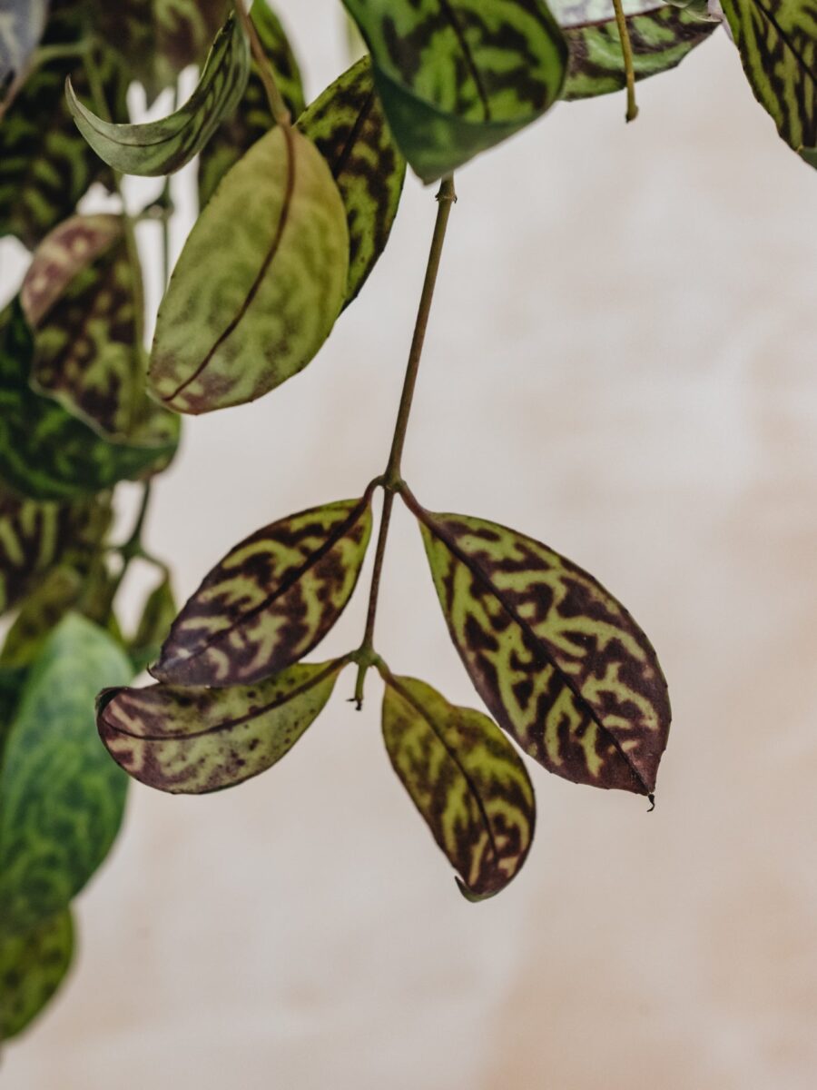 Aeschynanthus marmoratus