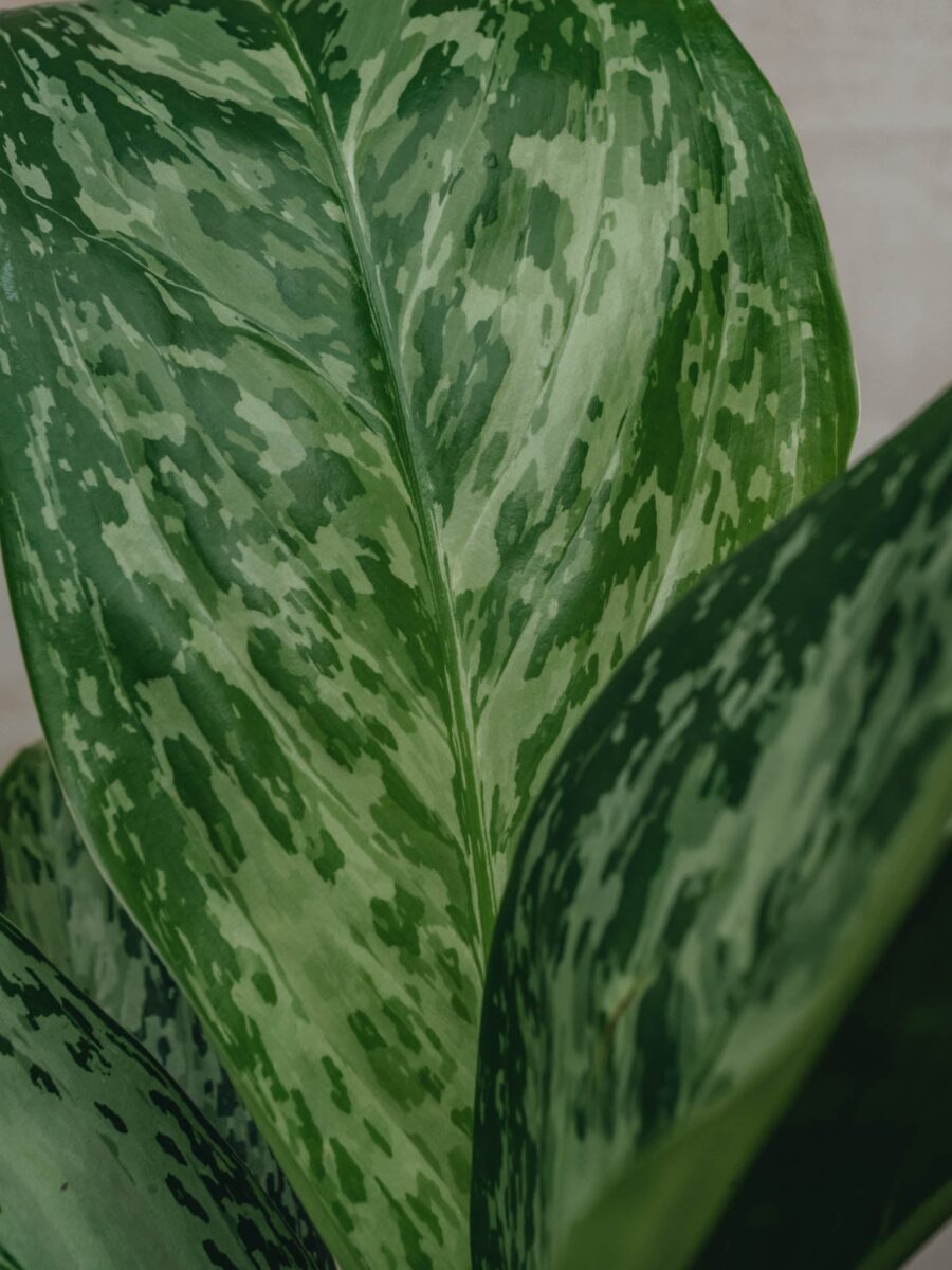 Aglaonema Greenlight