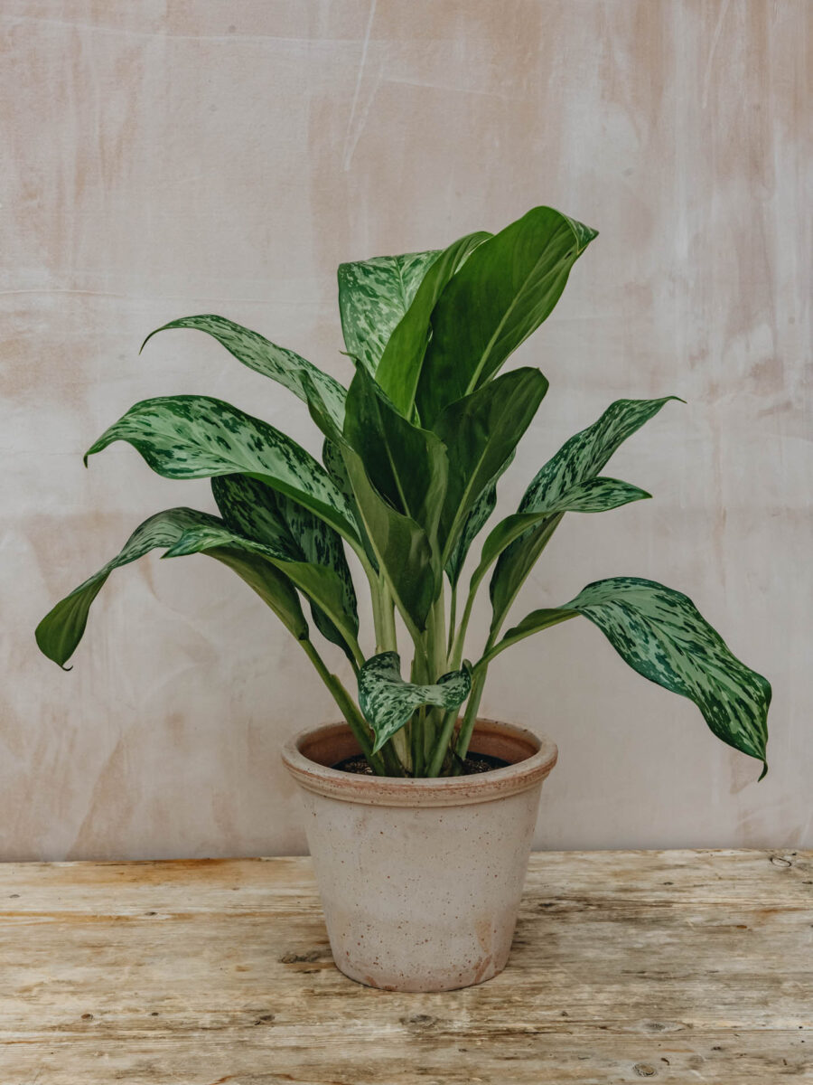 Aglaonema