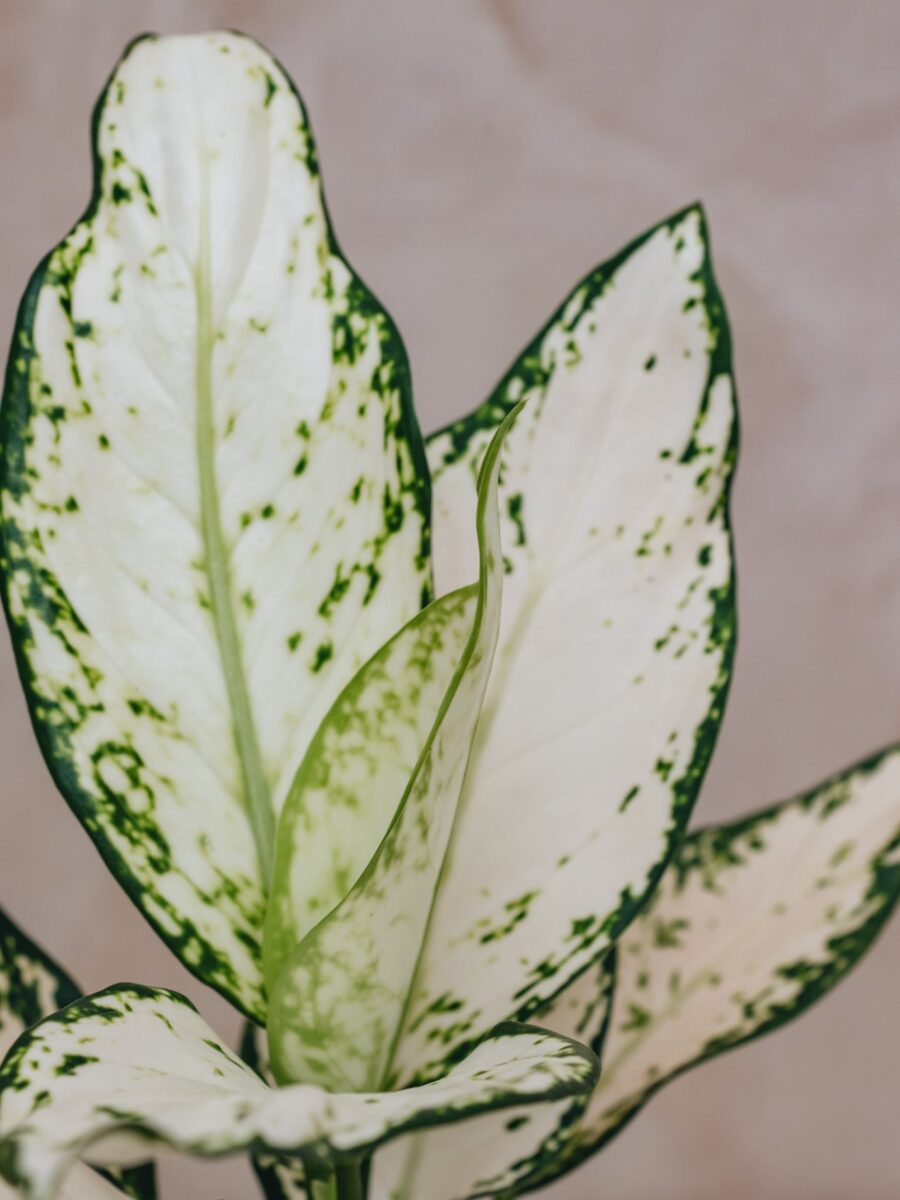 Aglaonema Vanilla Baby