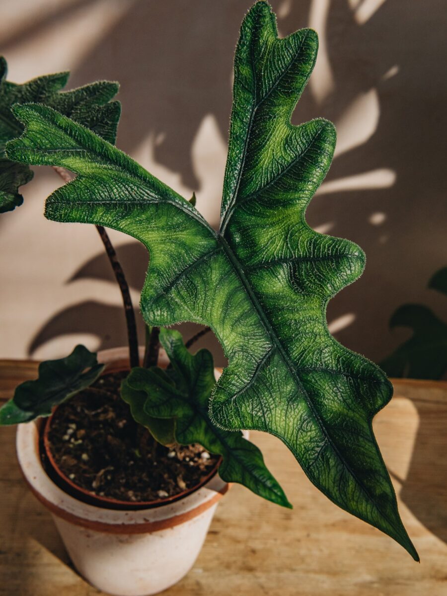 Alocasia Jacklyn