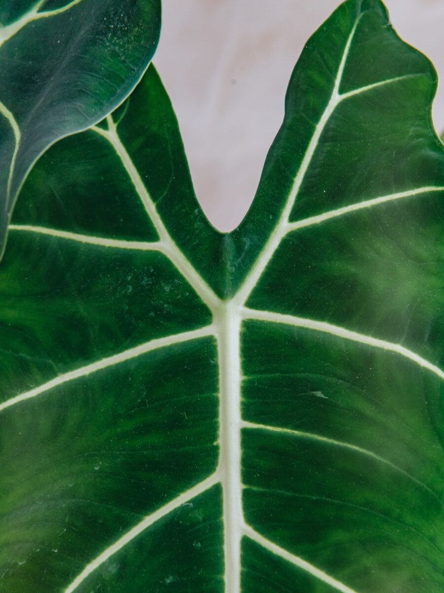 Alocasia Micholitziana Frydek