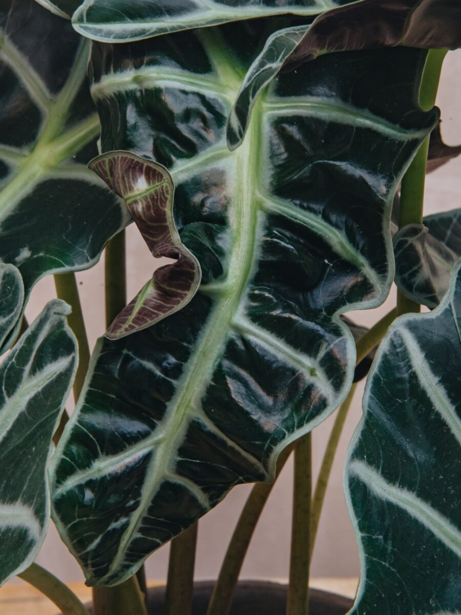 Alocasia Polly