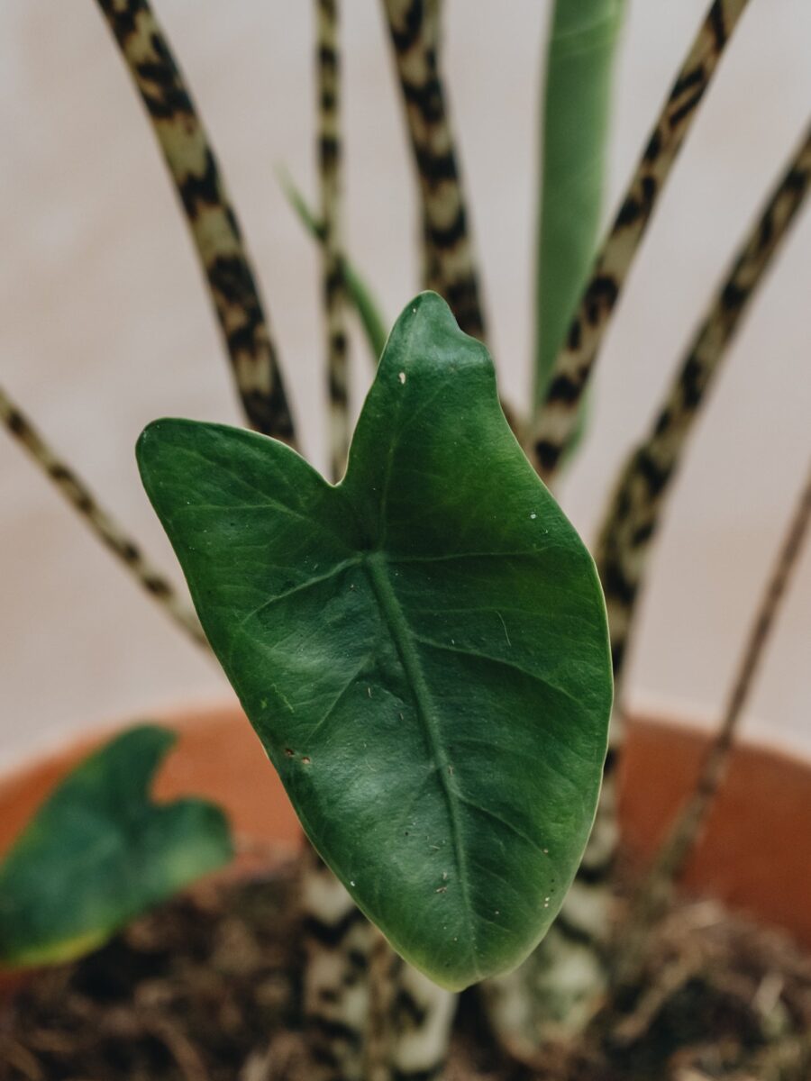 Alocasia Tiger