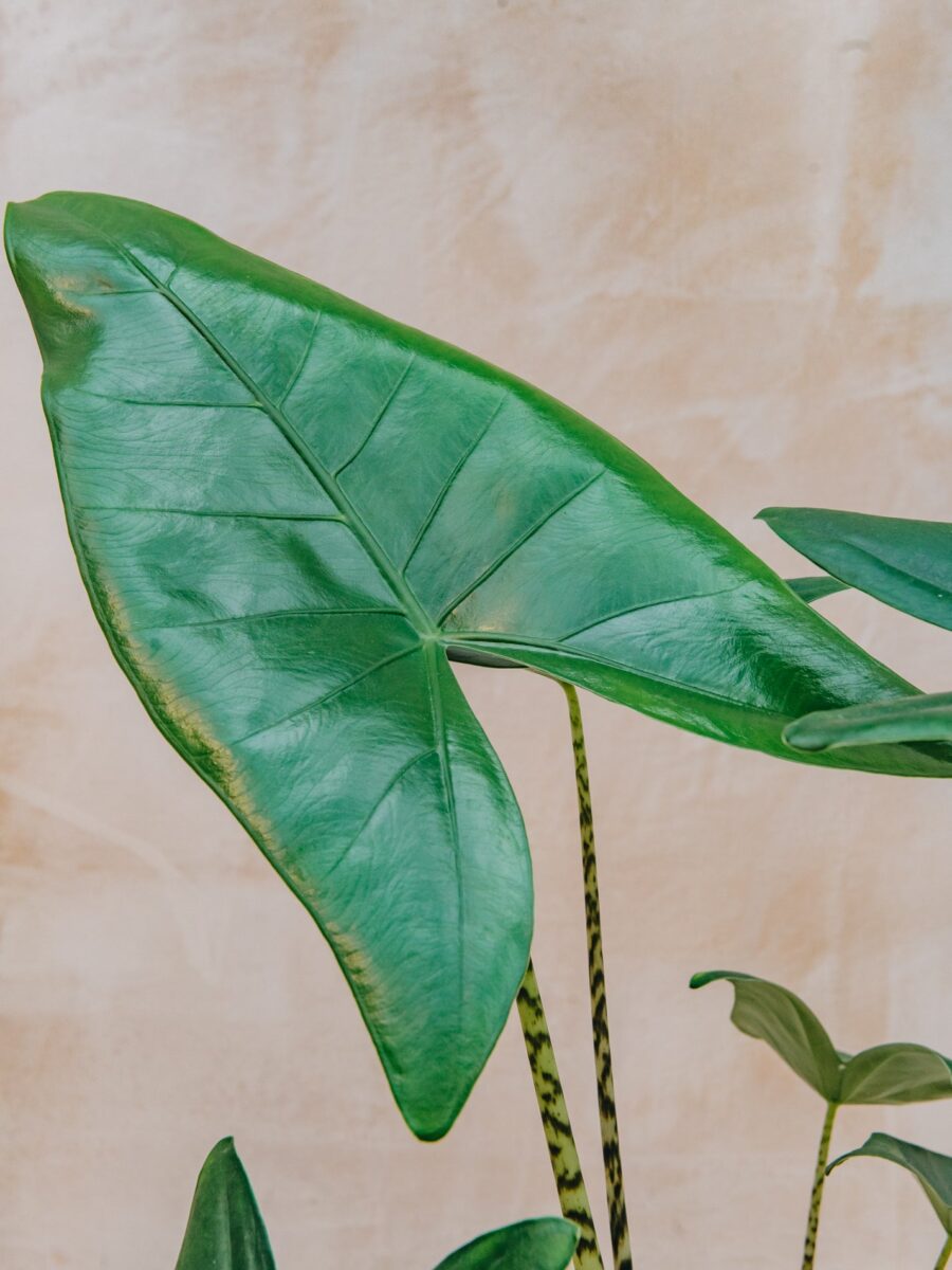 Alocasia Zebrina