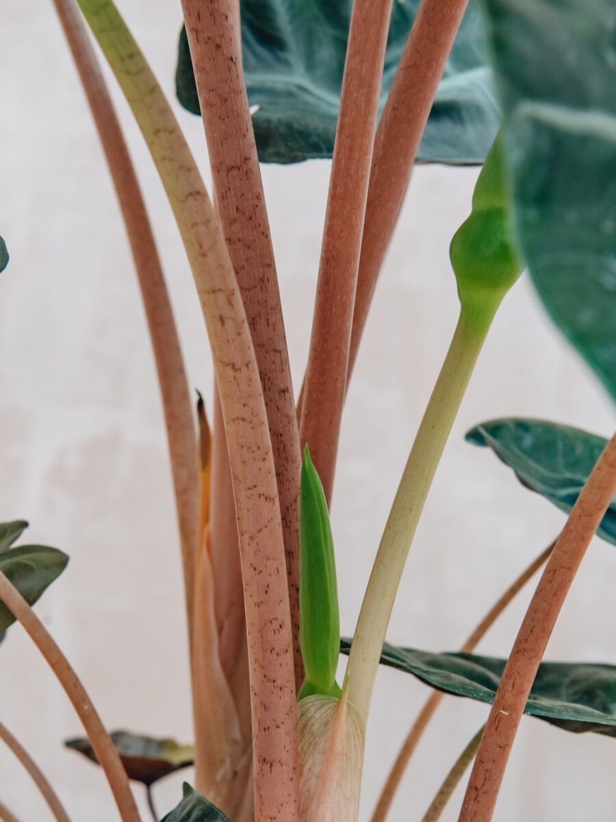 Alocasia brancifolia Pink Passion