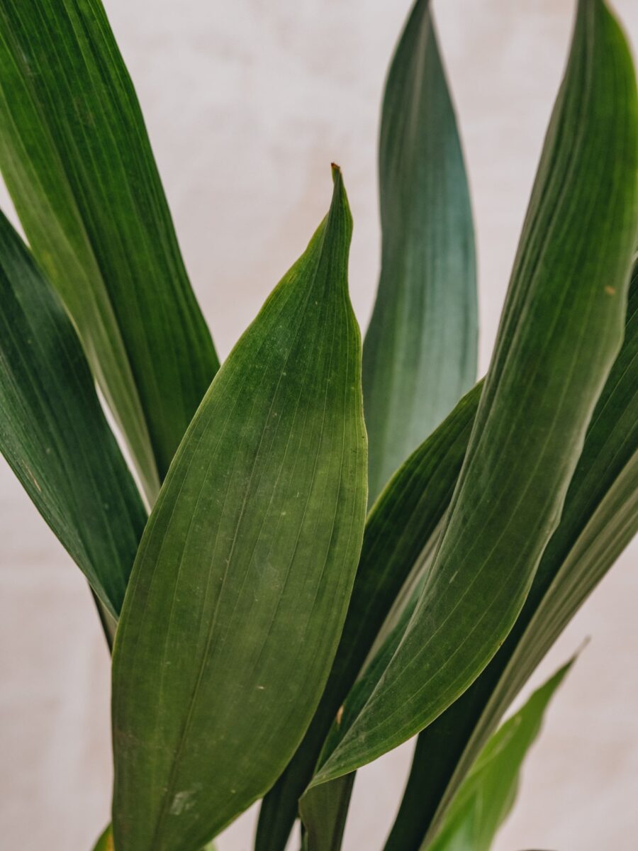 Aspidistra elatior