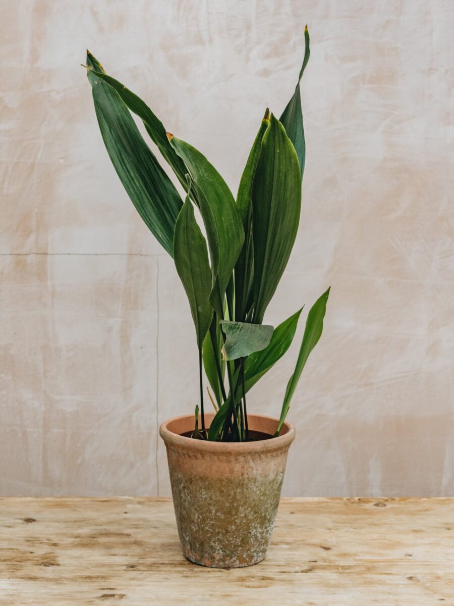 Aspidistra