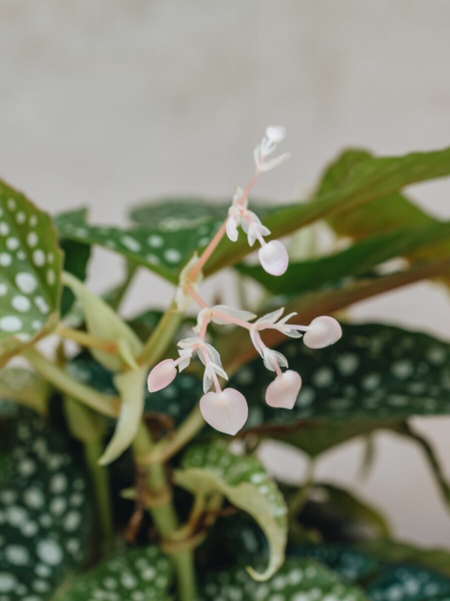 Begonia Double Dot