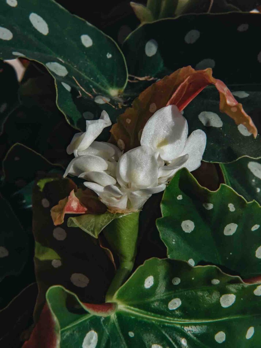 Begonia foliage Maculata