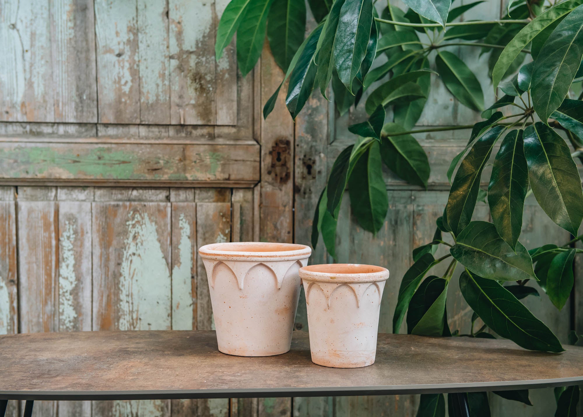 Bergs Potter vazonas Elizabeth