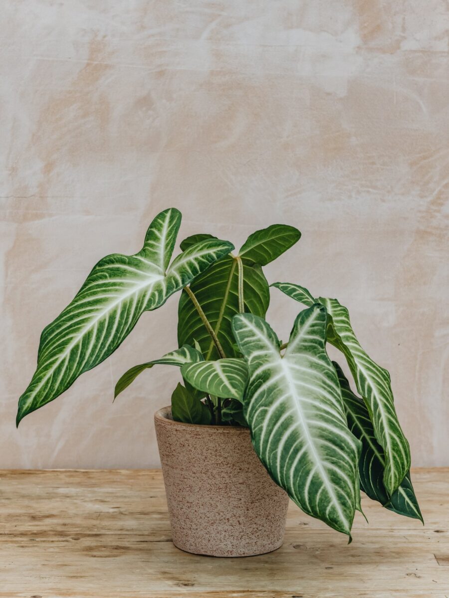 Kalatėja, Caladium lindenii, Xanathosoma