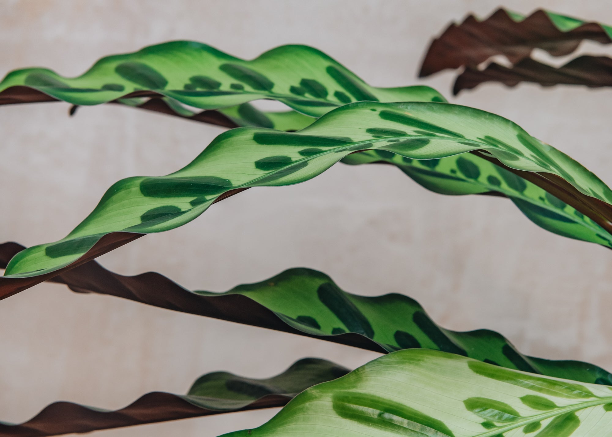 Calathea Insignis