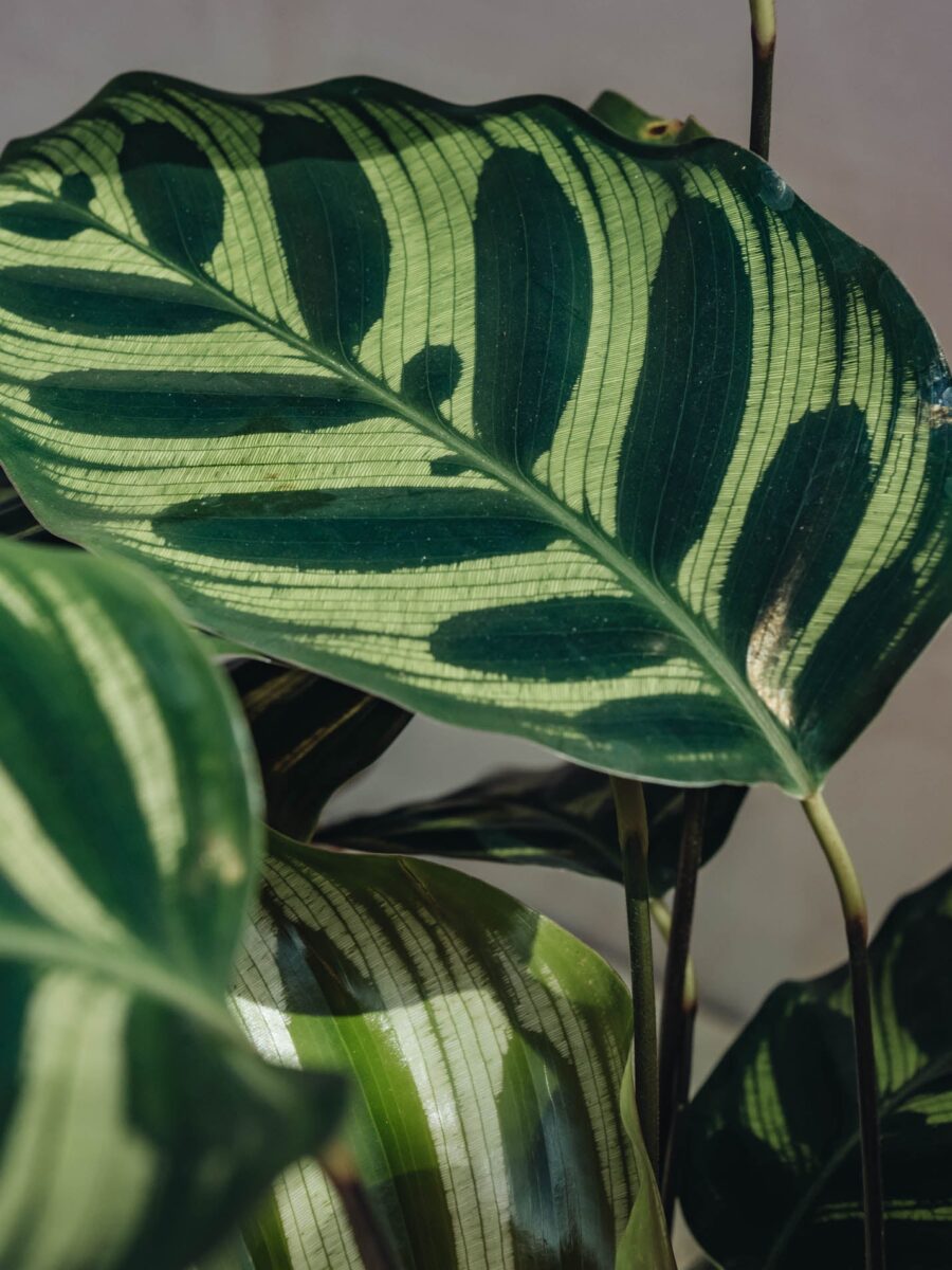 Calathea Makoyana