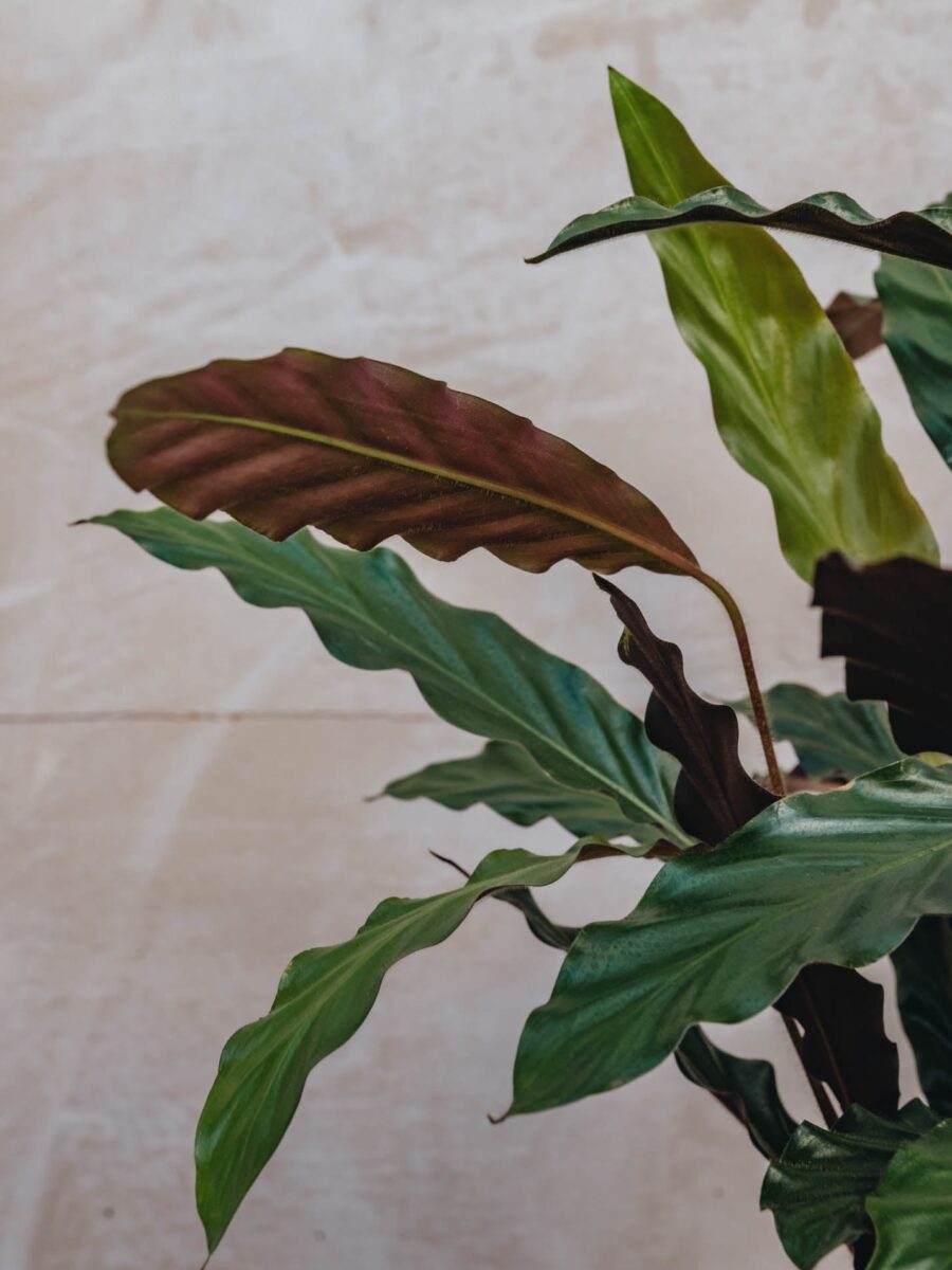 Calathea Oppenheimiana