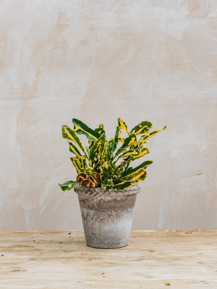 Margaspalvis krotonas