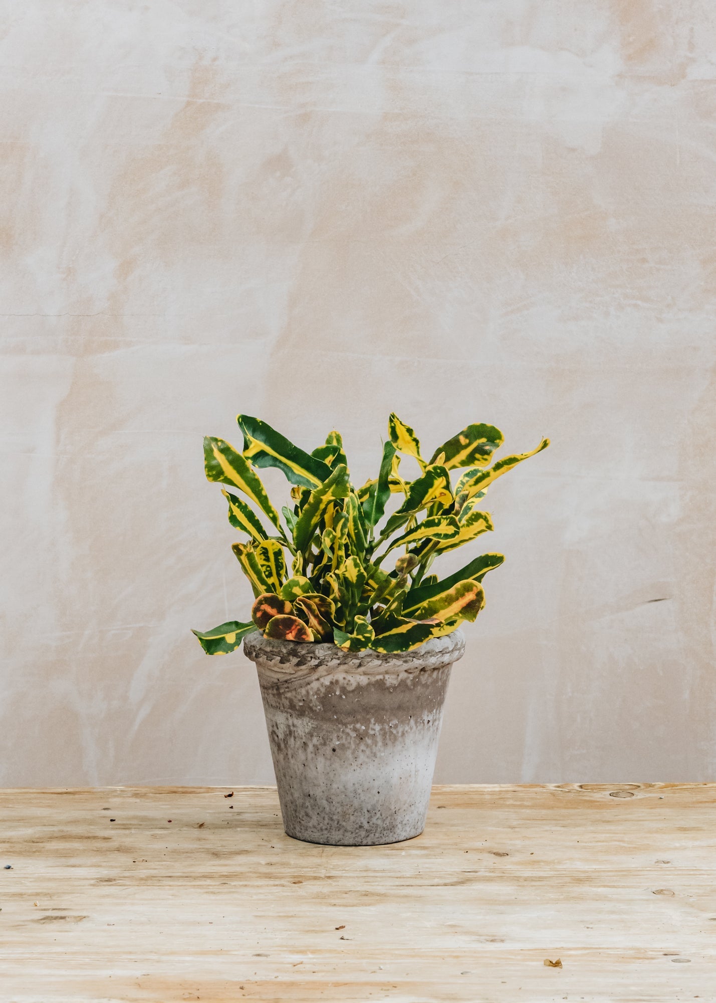 Margaspalvis krotonas