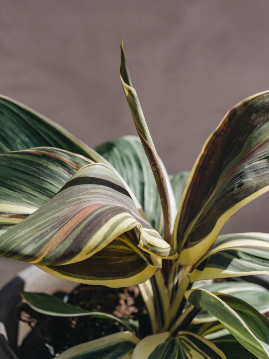 Cordyline Chocolate Queen