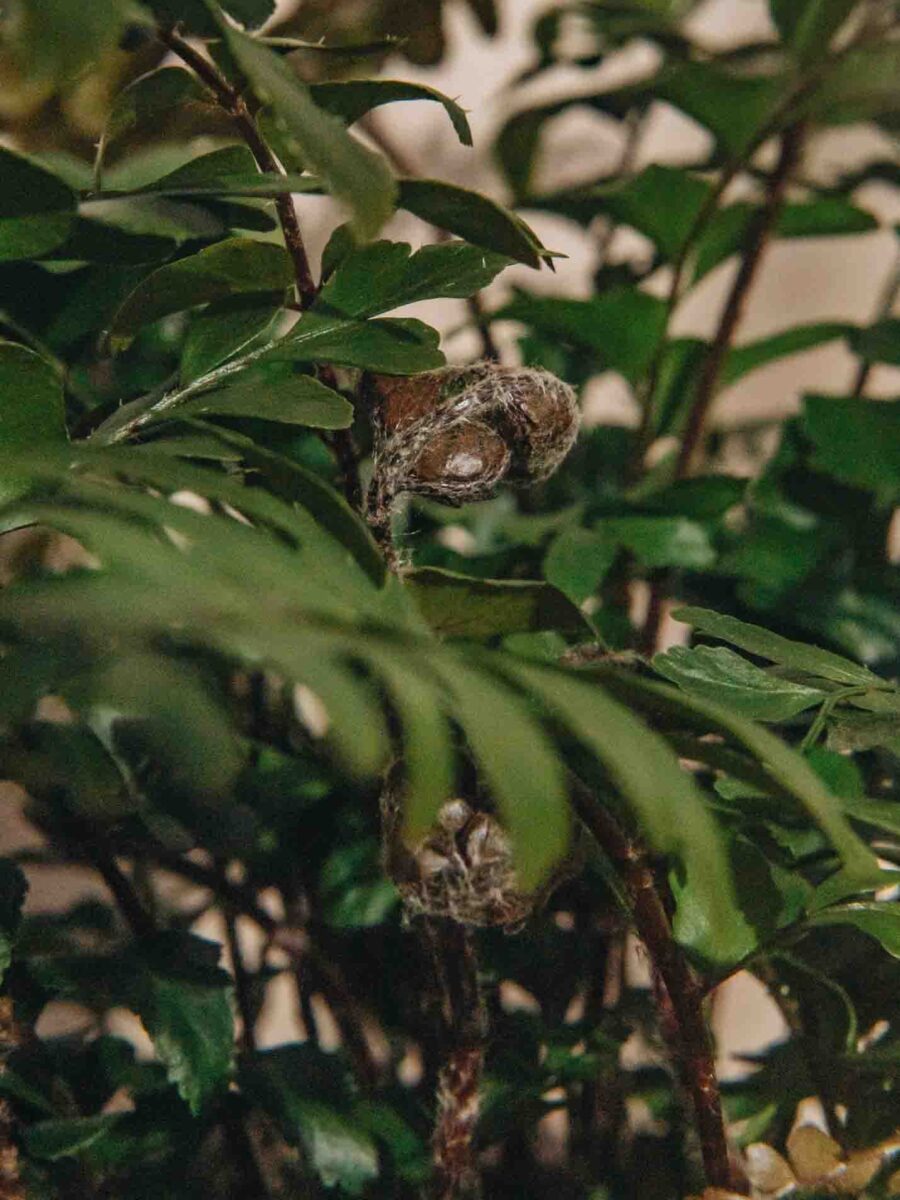 Didymochlaena Truncatula