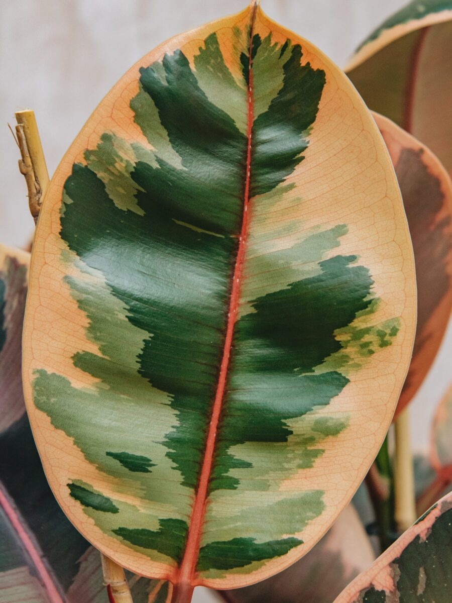 Ficus Elastica Belize 24cm