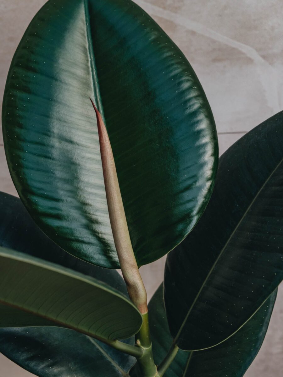 Ficus Elastica Robusta