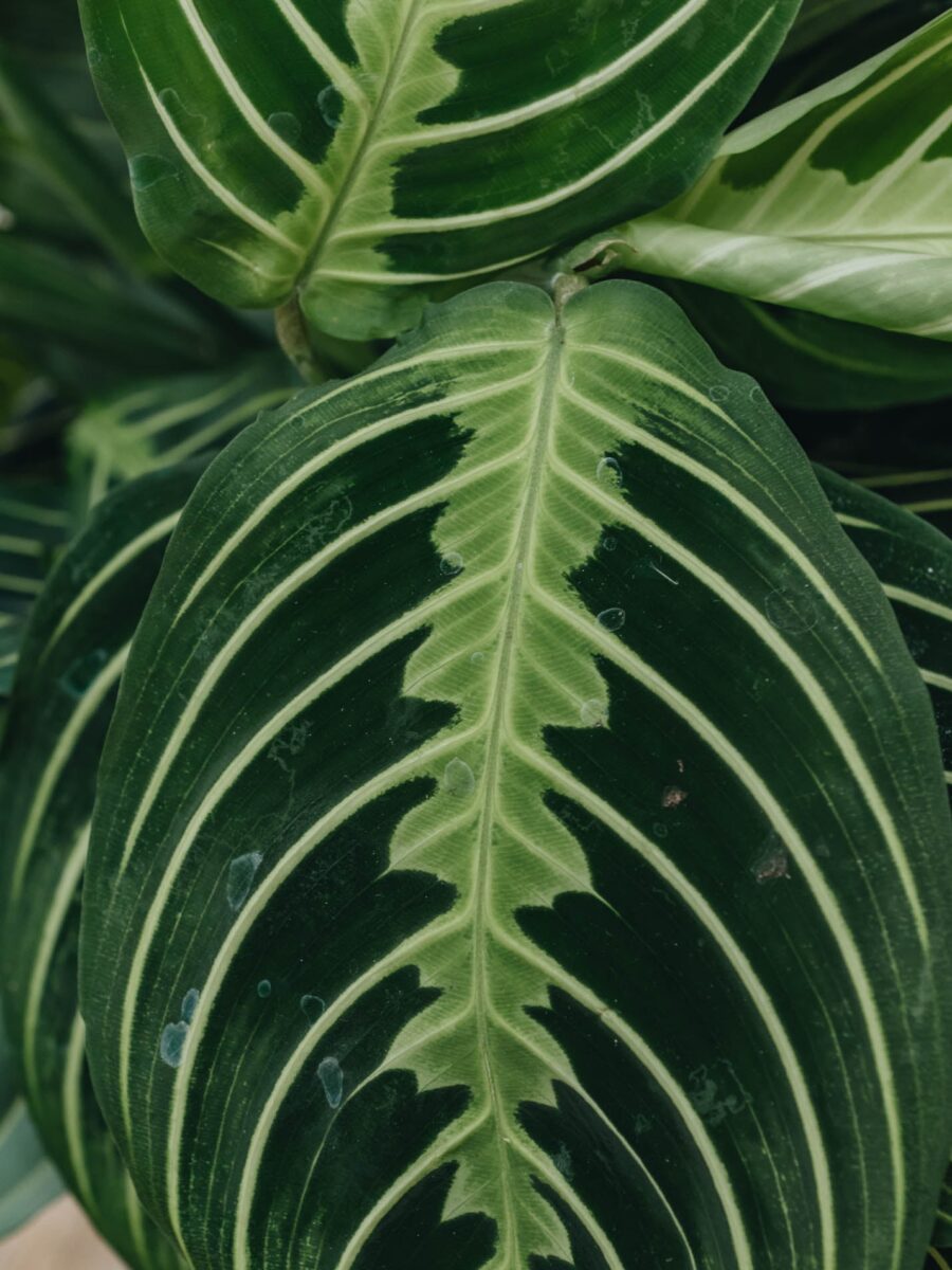 maranta