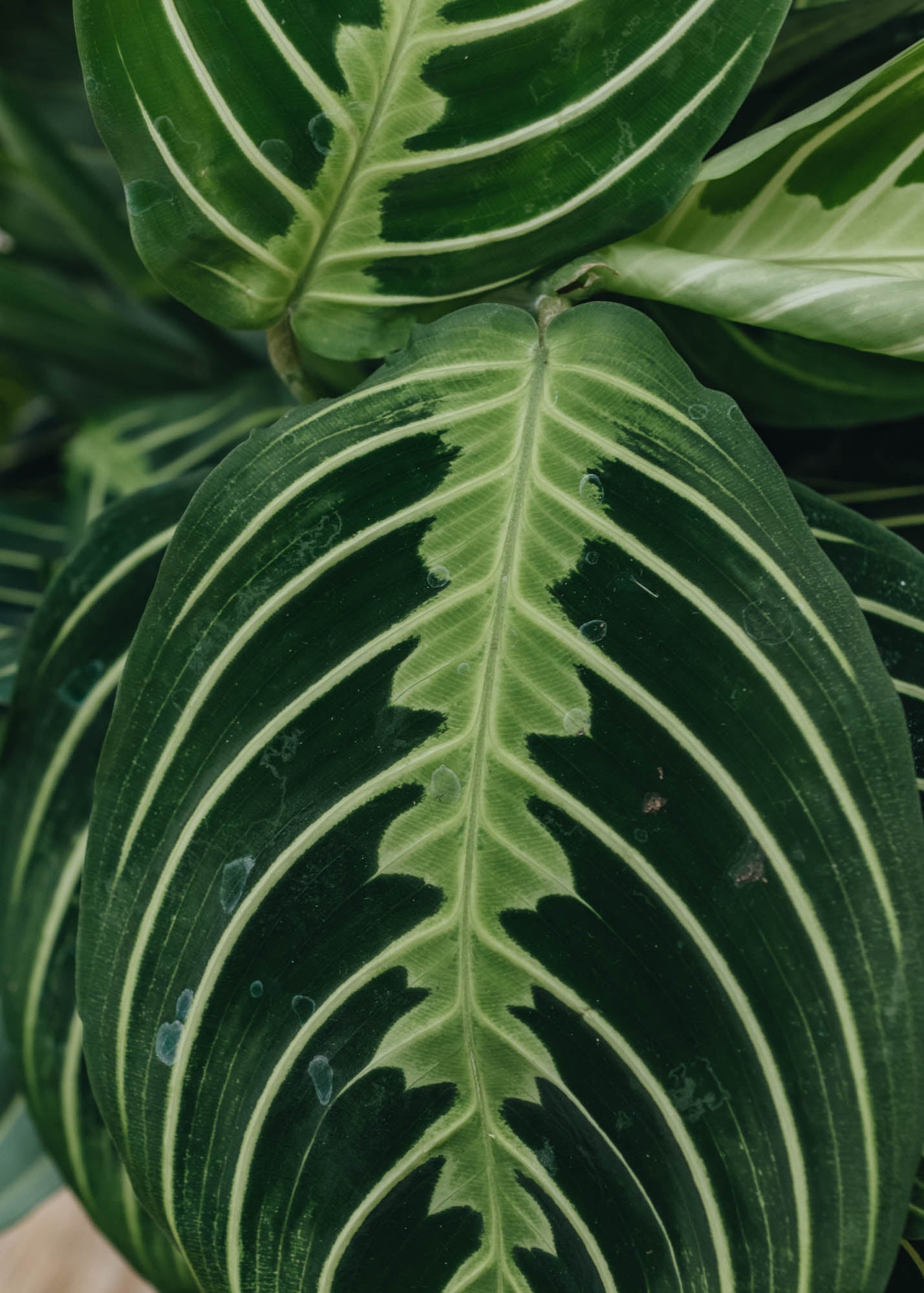 maranta