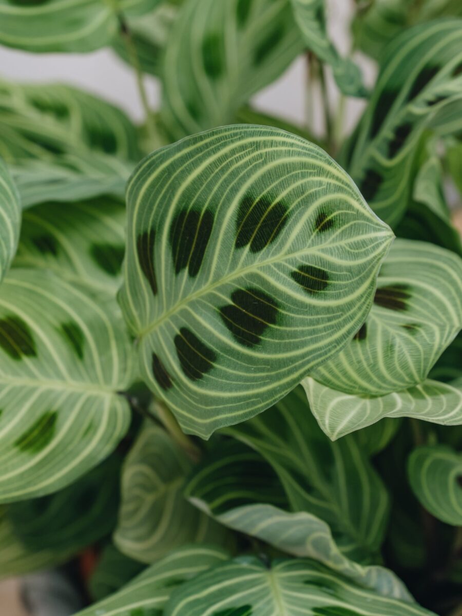 maranta