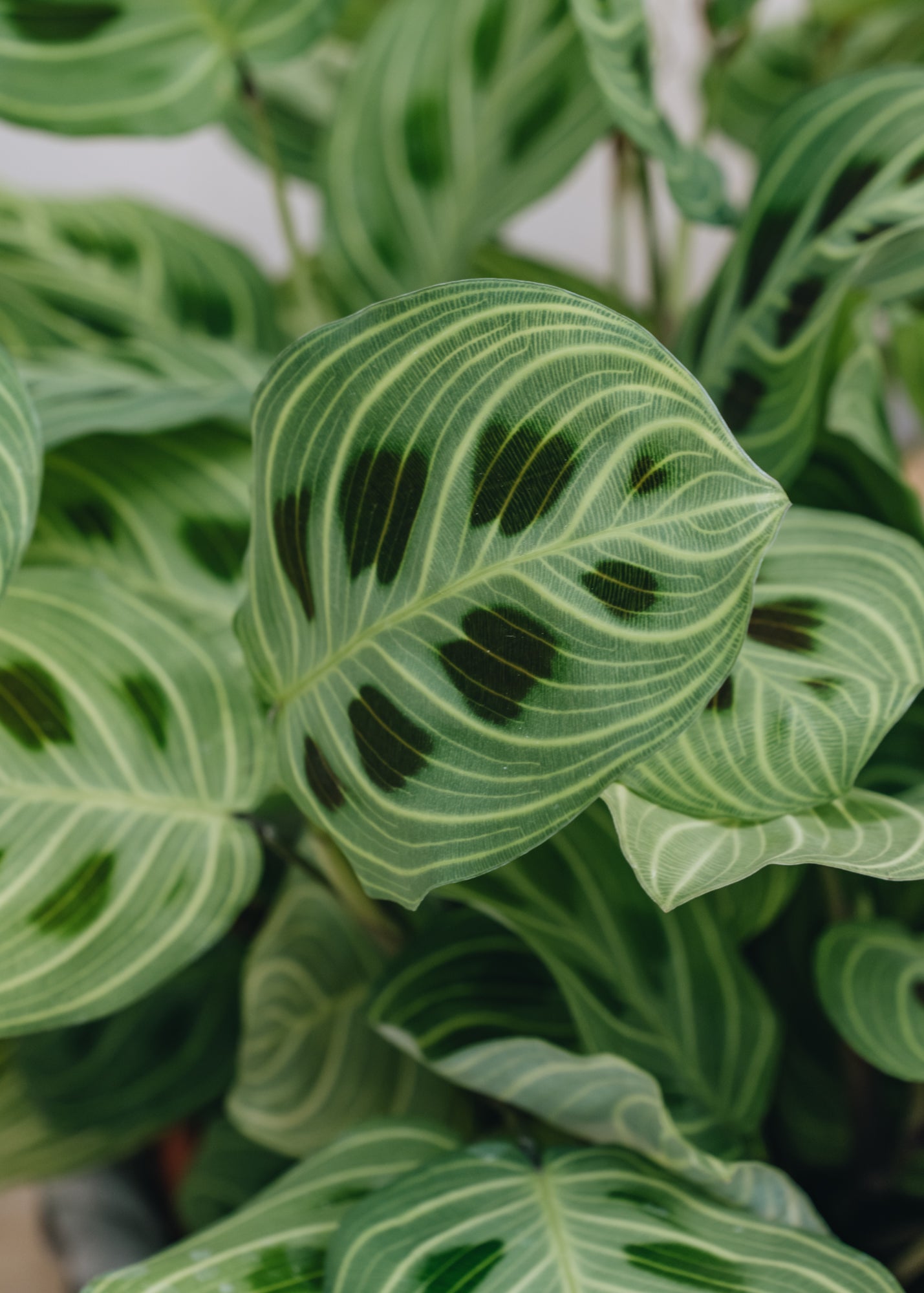 maranta