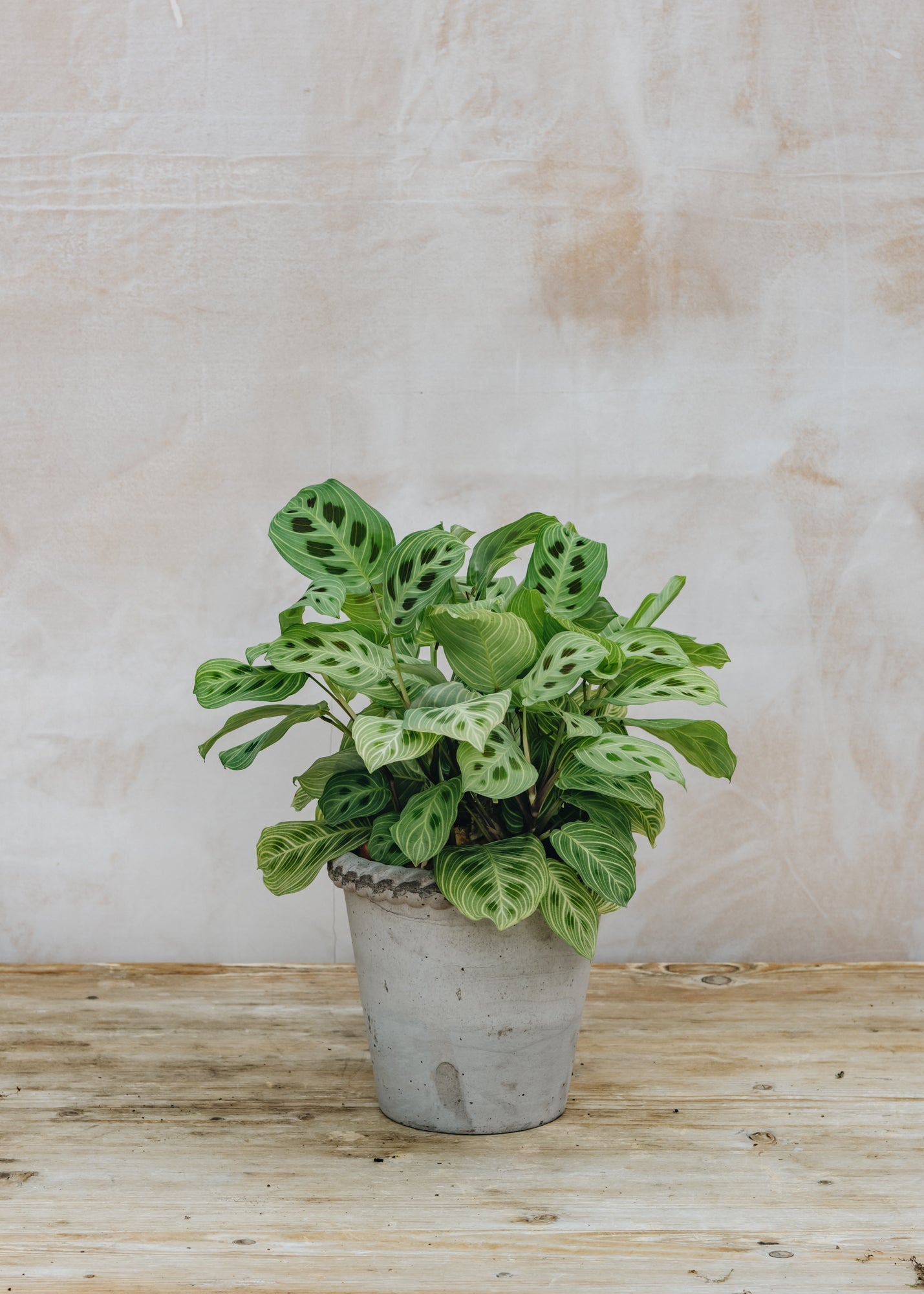 Baltagyslė maranta