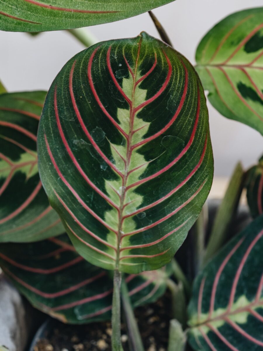 maranta