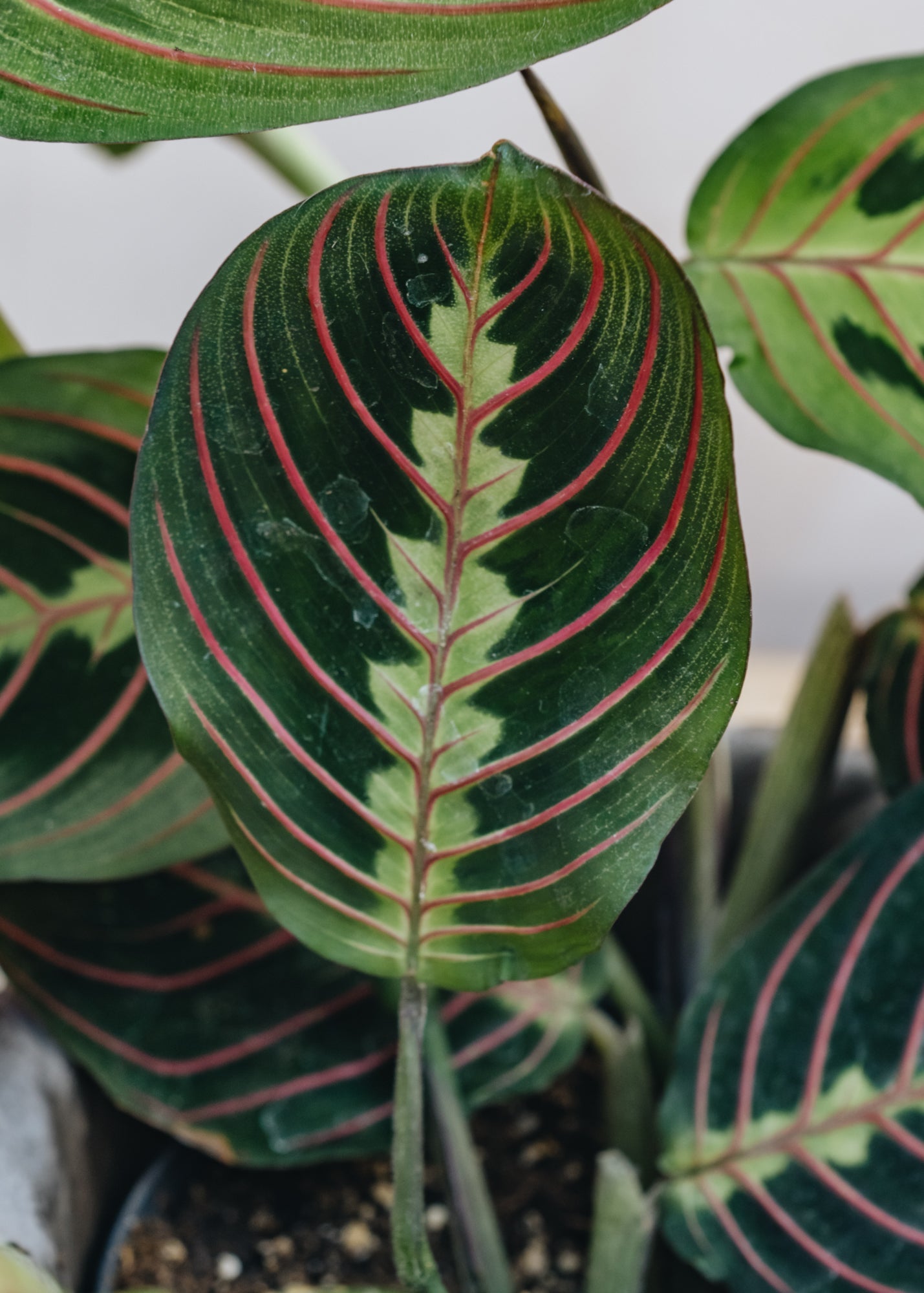 maranta