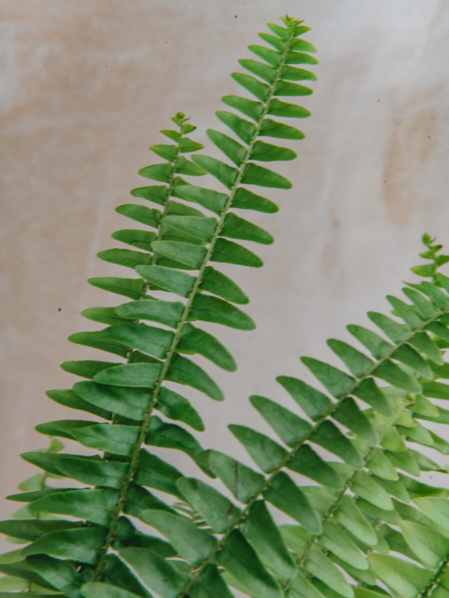 Nephrolepis Green Lady