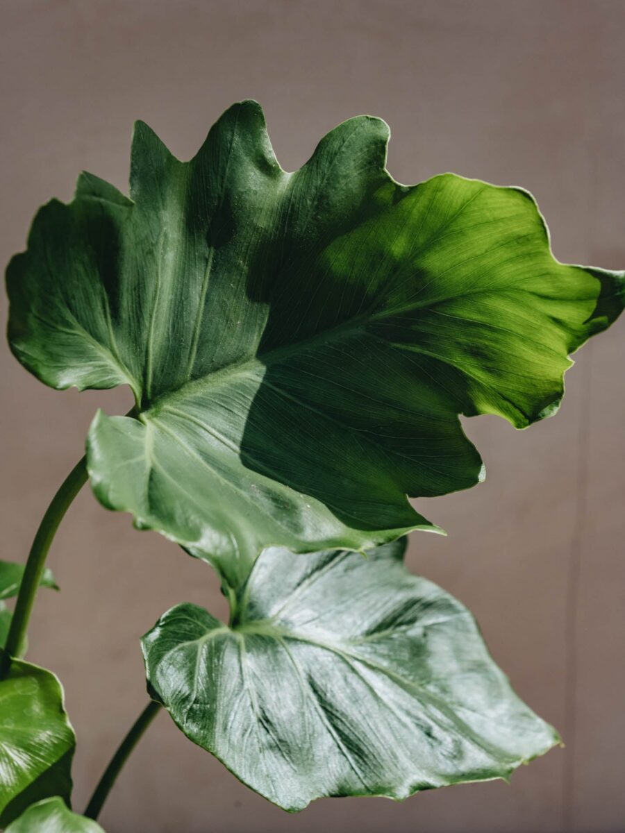 Philodendron Shangri La