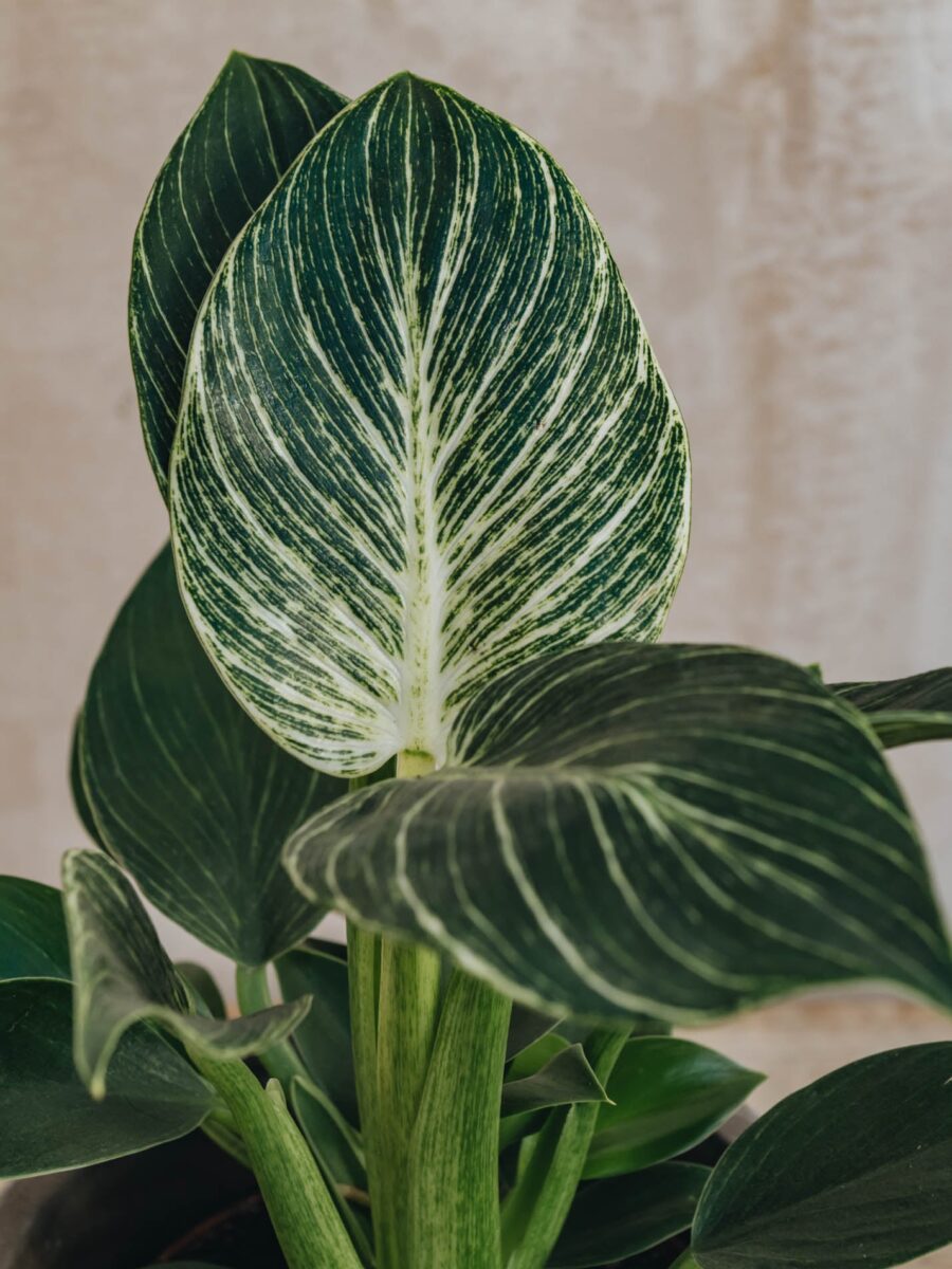 Philodendron Zebra