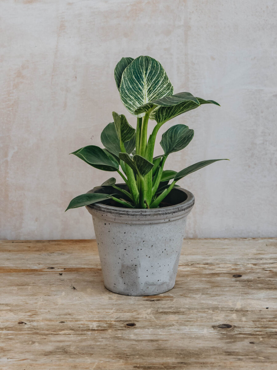 Filodendras, Philodendron Zebra