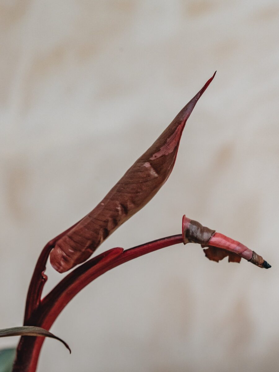 Philodendron erubescens Pink Princess