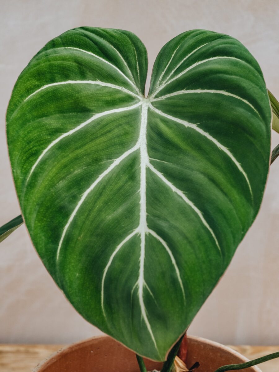 Philodendron gloriosum