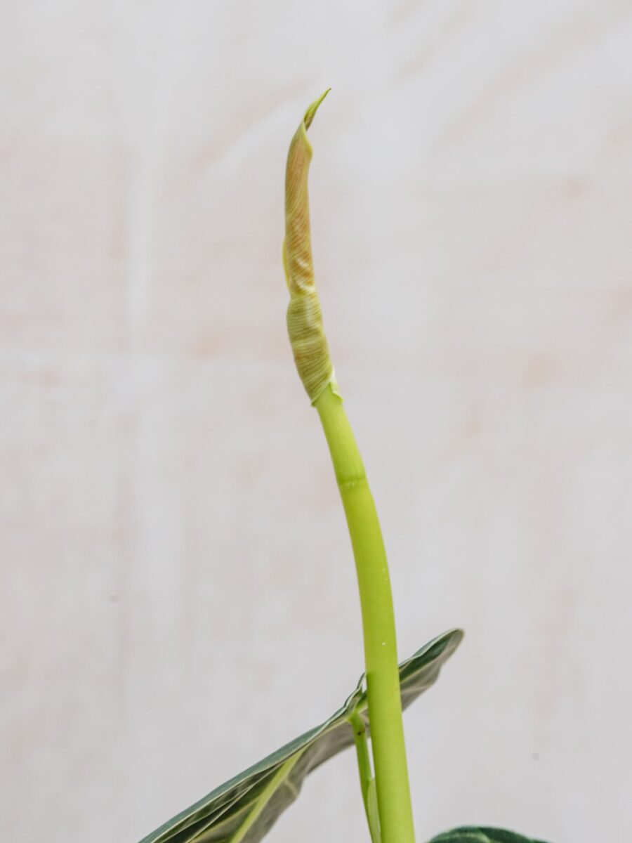 Philodendron melanochrysum